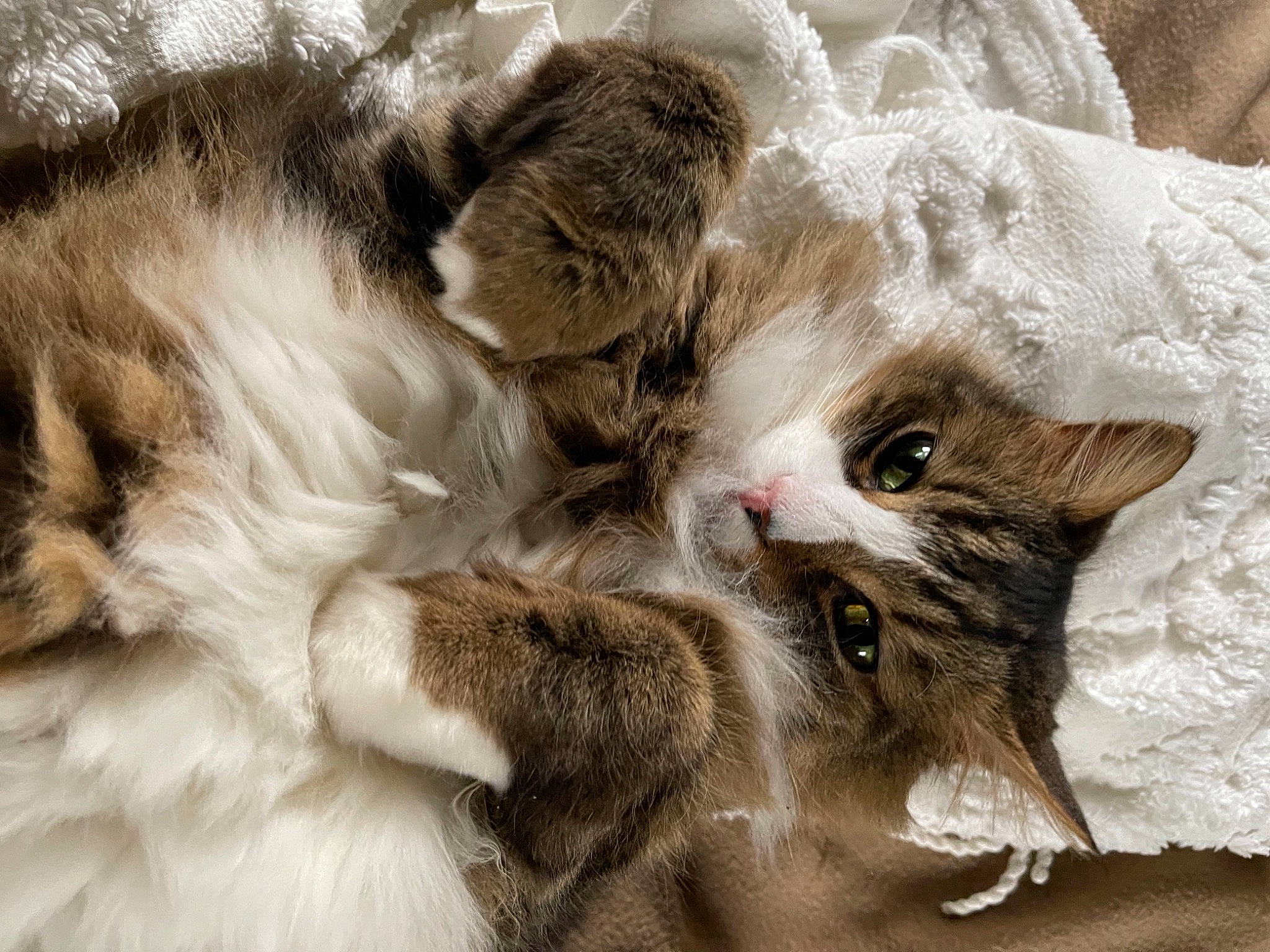 Cedric joined the competition — help win amazing prizes! carnivore, cat, claw, close_up, comfort, domestic_short_haired_cat, fawn, felidae, fur, paw, small_to_medium_sized_cats, snout, tail, whiskers