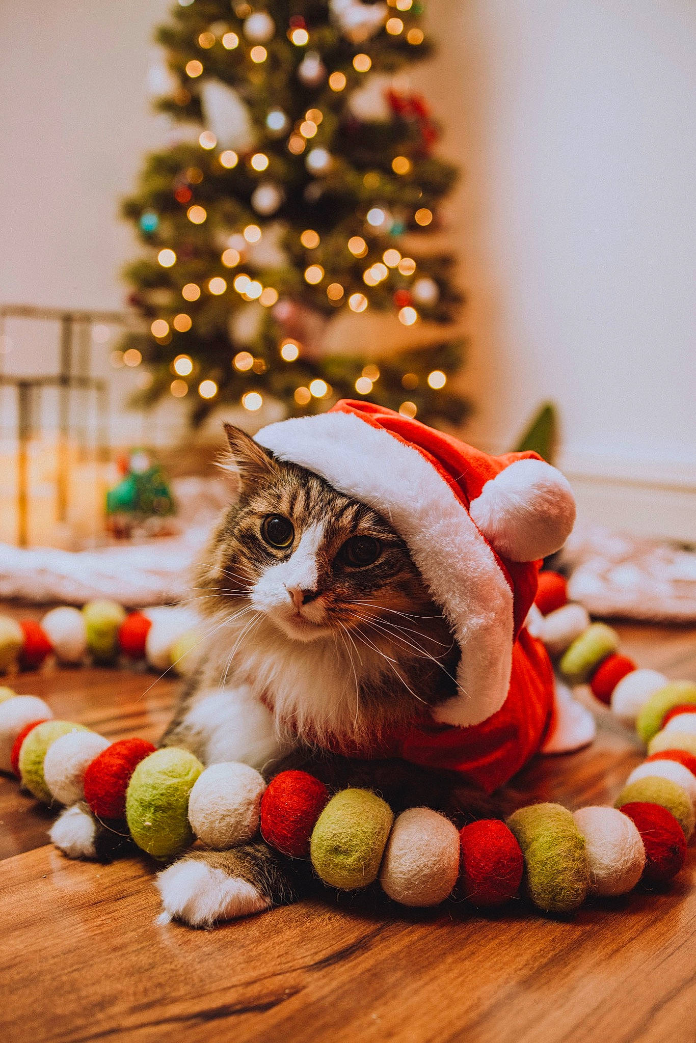 Cedric joined the competition — help win amazing prizes! cat, christmas, christmas_decoration, christmas_ornament, christmas_tree, conifer, event, evergreen, fawn, felidae, fur, holiday, holiday_ornament, ornament, plant, room, toy, tree, whiskers, wood