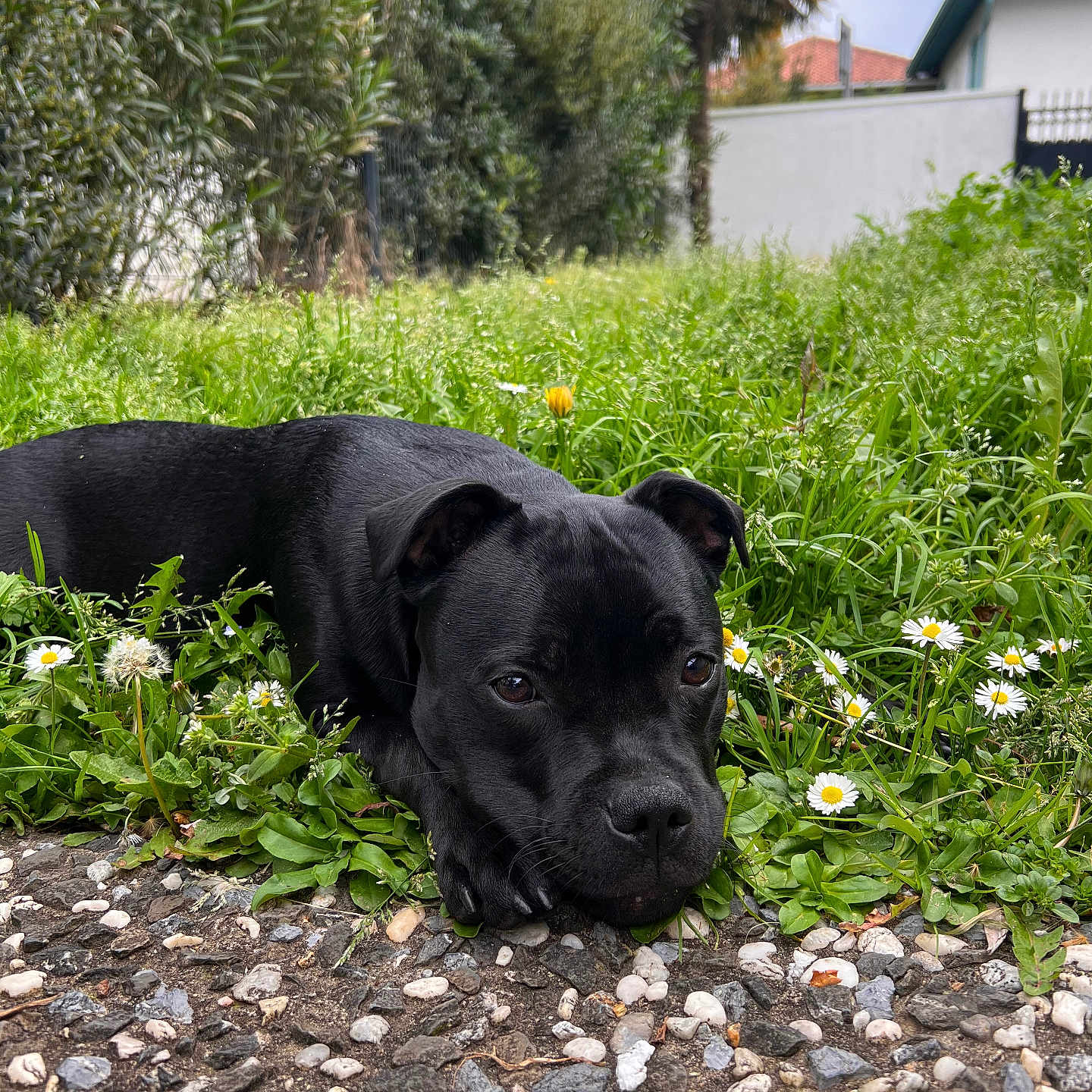 Gaia a rejoint le concours — aidez-le/la à gagner de superbes lots ! animal, boxer, bulldog, canine, dog, flower, grass, gravel, labradorretriever, leaf, nature, outdoors, path, pebble, pet, plant, puppy, road, slate, walkway