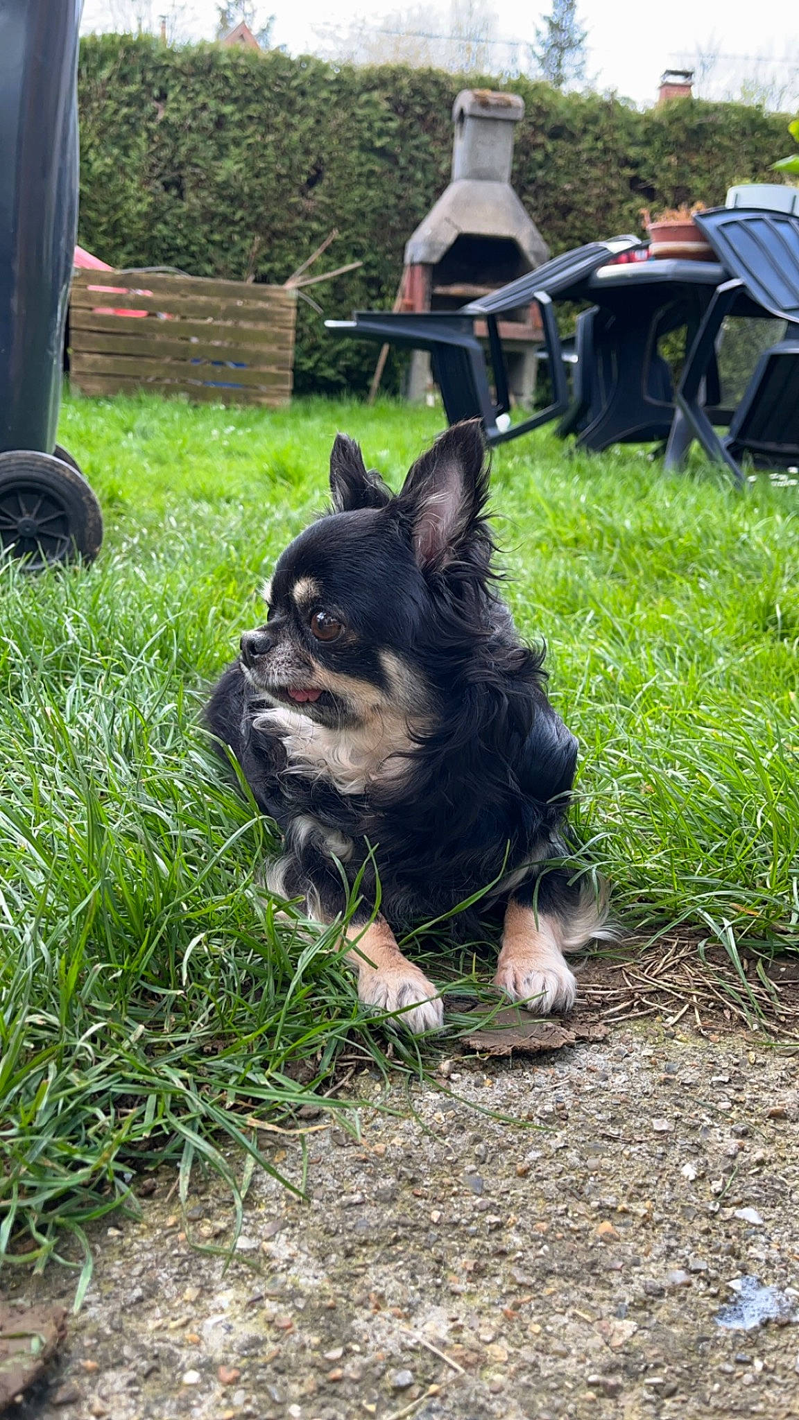 Niska a rejoint le concours — aidez-le/la à gagner de superbes lots ! canidae, carnivore, chair, companion_dog, dog, dog_breed, dog_supply, fawn, fur, grass, herding_dog, lawn, plant, snout, sporting_group, terrestrial_animal, toy_dog, wheel, working_animal, working_dog