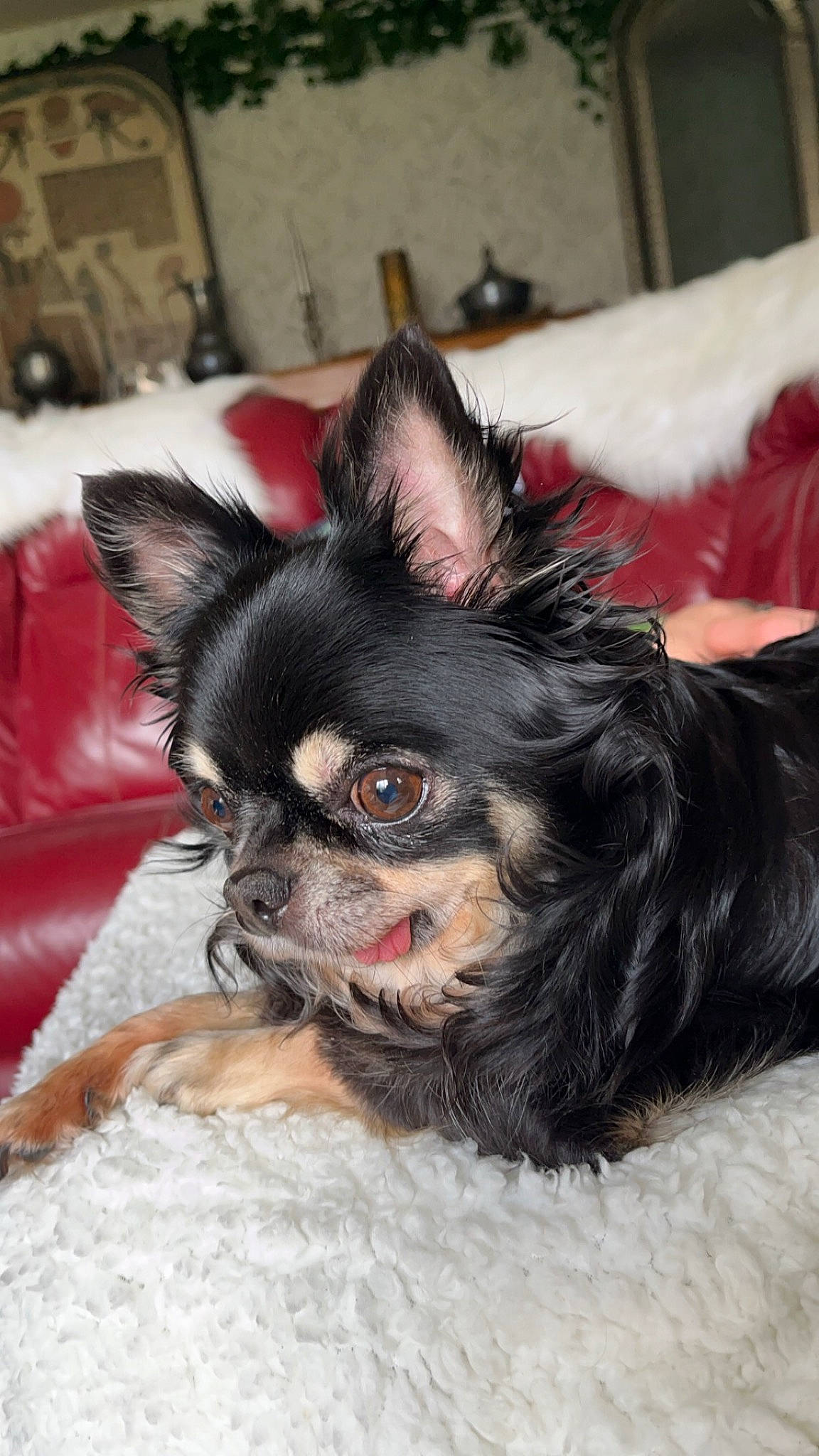 Niska participe au concours pour gagner de l'argent avec cette photo : canidae, carnivore, comfort, companion_dog, costume, dog, dog_breed, dog_supply, ear, fawn, fur, liver, non_sporting_group, puppy, snout, sporting_group, terrestrial_animal, toy_dog, whiskers, working_animal