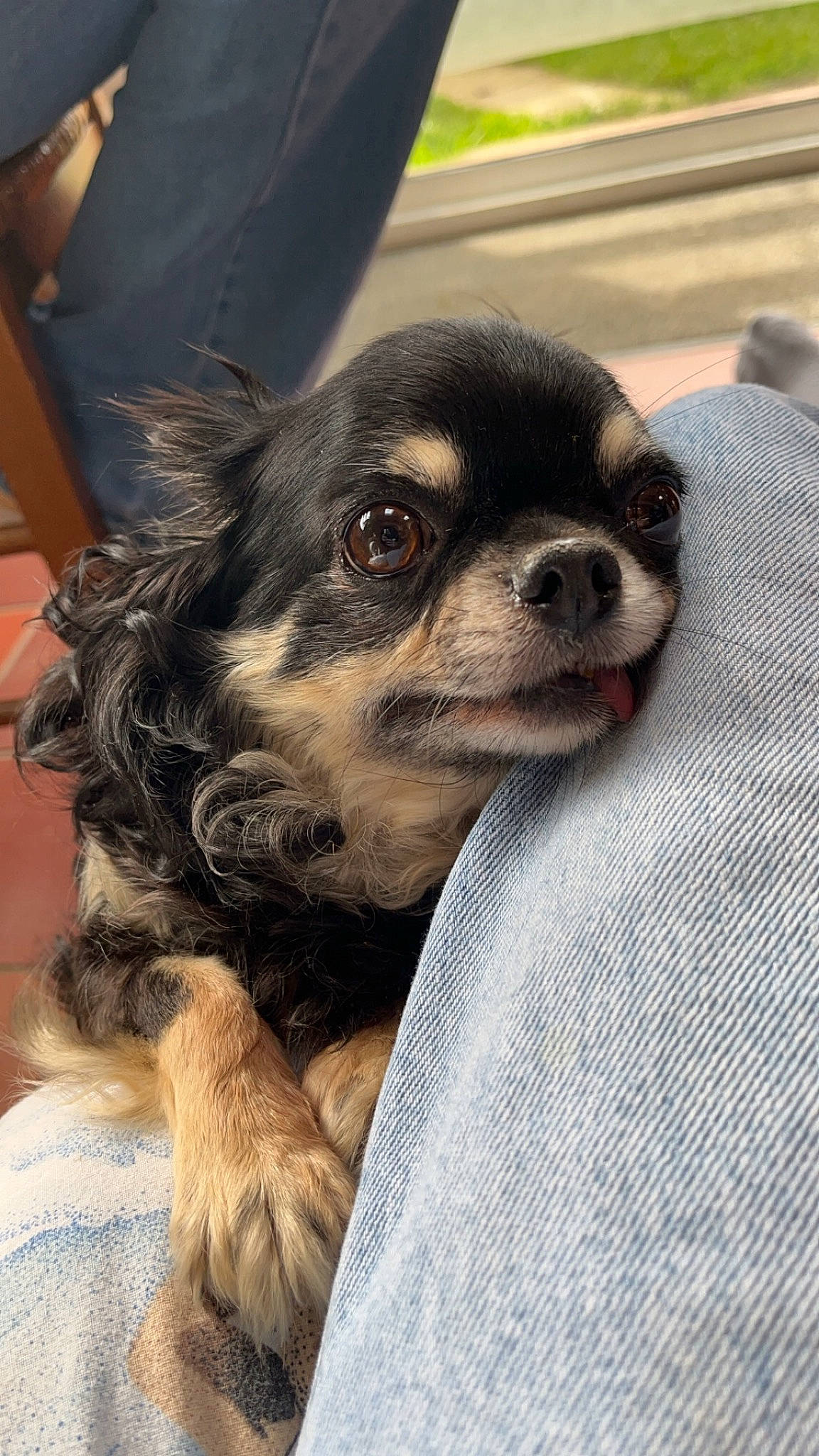 Niska a rejoint le concours — aidez-le/la à gagner de superbes lots ! canidae, carnivore, companion_dog, corgi_chihuahua, dog, dog_breed, dog_supply, ear, fawn, fur, liver, pattern, snout, sporting_group, terrestrial_animal, toy_dog, whiskers, working_animal