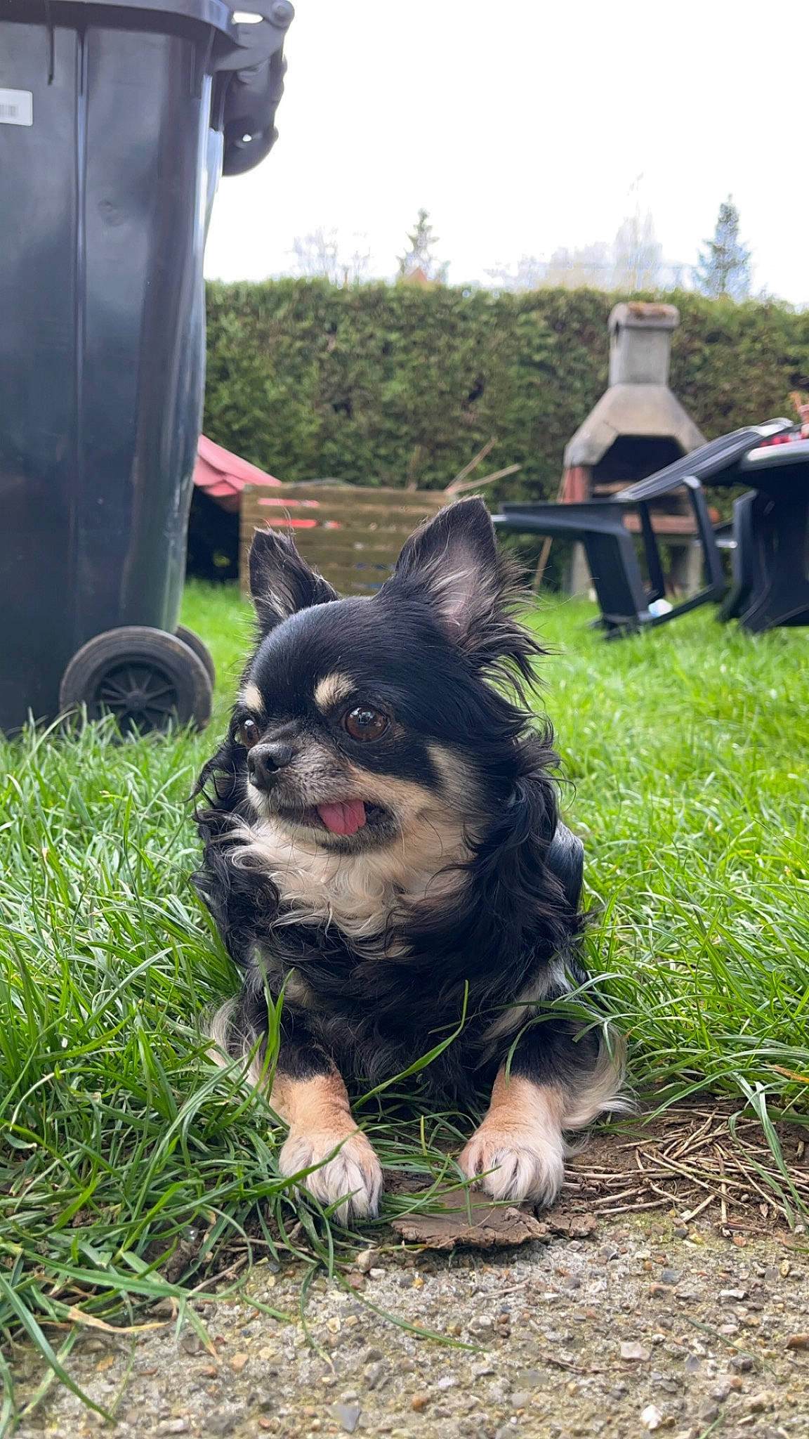 Niska a rejoint le concours — aidez-le/la à gagner de superbes lots ! automotive_tire, canidae, carnivore, companion_dog, dog, dog_breed, fender, fur, grass, plant, sky, snout, spitz, sporting_group, synthetic_rubber, tire, toy_dog, tread, wheel, whiskers