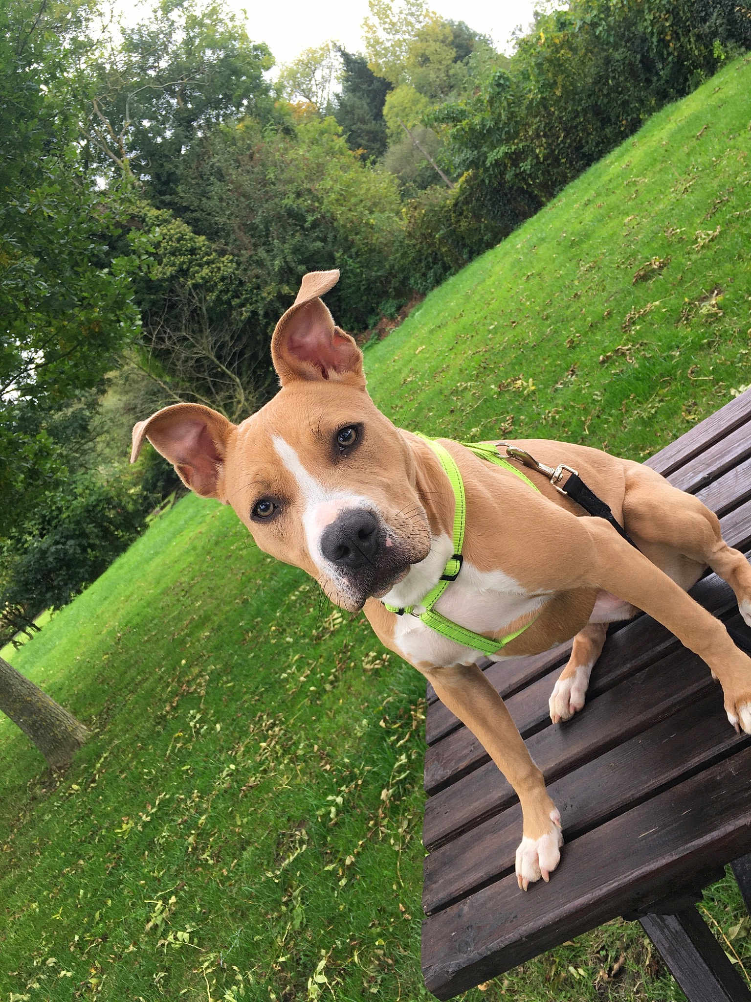 Oli