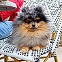 Byron participe au concours pour gagner de l'argent avec cette photo : dog, pomeranian, fluffy, fur, small_dog, pet, cute, portrait, close_up, bistro_chair, woven_chair, pattern, paws, eyes, nose, leash, outdoor, seated, cafe, adorable