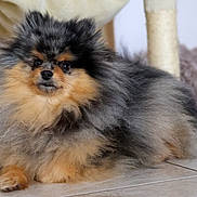 Byron participe au concours pour gagner de l'argent avec cette photo : dog, pomeranian, fluffy, long_fur, pet, indoor, tile_floor, face, eyes, nose, paw, close_up, portrait, sitting, resting, small_dog, fluffball, whiskers, fur_texture, home