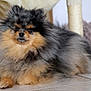 dog, pomeranian, fluffy, long_fur, pet, indoor, tile_floor, face, eyes, nose, paw, close_up, portrait, sitting, resting, small_dog, fluffball, whiskers, fur_texture, home