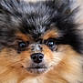 dog, pomeranian, close_up, portrait, fluffy, fur, nose, whiskers, eyes, animal, pet, domestic_animal, cute, muzzle, shallow_depth_of_field, bokeh, indoor, black_and_tan, long_hair, adorable