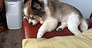 Gia joined the competition — help win amazing prizes! dog, sleeping, couch, leather, blanket, indoor, pet, furry, paw, resting, cozy, brown, white, fur, relaxation, home, living_room, floor, furniture, quiet