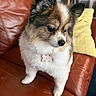 dog, small_dog, fluffy, brown_leather_couch, yellow_pillow, pet_tag, indoor, fur, cute, animal, companion, house_pet, looking_away, sitting, domestic_animal, canine, cozy, home_interior, furniture, portrait
