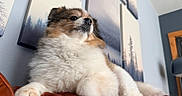 Gia joined the competition — help win amazing prizes! animal, brown, calm, close_up, couch, decor, dog, fluffy, fur, home, indoor, leather, painting, paw, pet, portrait, relaxed, snout, wall_art, white