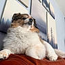 Gia joined the competition — help win amazing prizes! dog, fluffy, couch, leather, indoor, painting, wall_art, calm, relaxed, pet, fur, close_up, brown, white, portrait, home, decor, paw, snout, animal