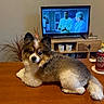 Gia joined the competition — help win amazing prizes! dog, table, television, can, dr_pepper, mug, furniture, plant, wood, indoor, pet, fluffy, brown, white, living_room, decor, cozy, relaxing, home, couch