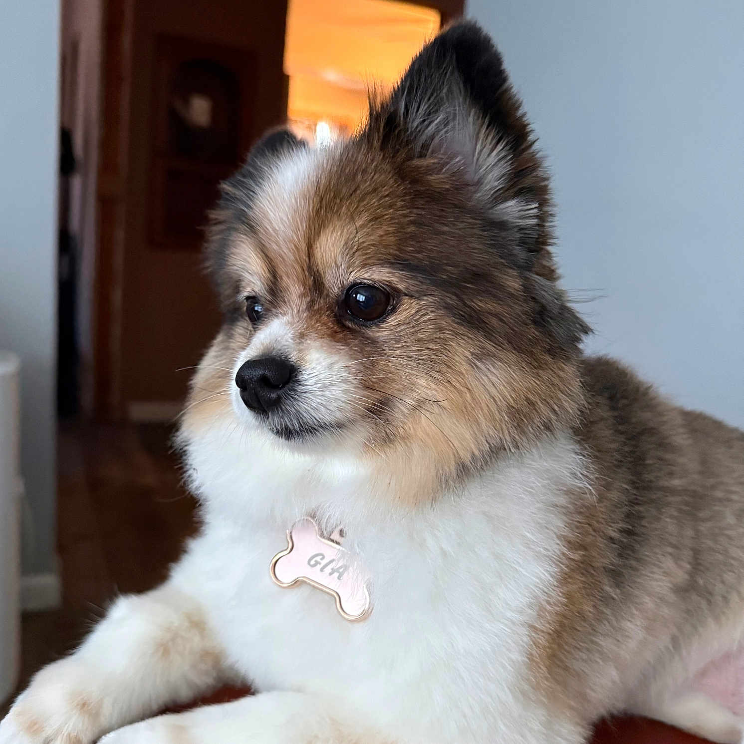 Gia joined the competition — help win amazing prizes! dog, pet, fluffy, brown, white, indoor, name_tag, close_up, cute, animal, fur, ears, portrait, resting, looking_away, soft_light, indoors, furniture, calm, small_dog