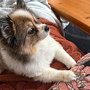 Gia is registered to the contest to win money with this photo: dog, fluffy, brown_fur, white_fur, black_fur, paws, resting, blanket, rust_color, wooden_table, indoor, pet, animal, close_up, side_view, cozy, patterned_fabric, looking_away, relaxed, companion