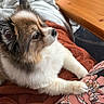 dog, fluffy, brown_fur, white_fur, black_fur, paws, resting, blanket, rust_color, wooden_table, indoor, pet, animal, close_up, side_view, cozy, patterned_fabric, looking_away, relaxed, companion