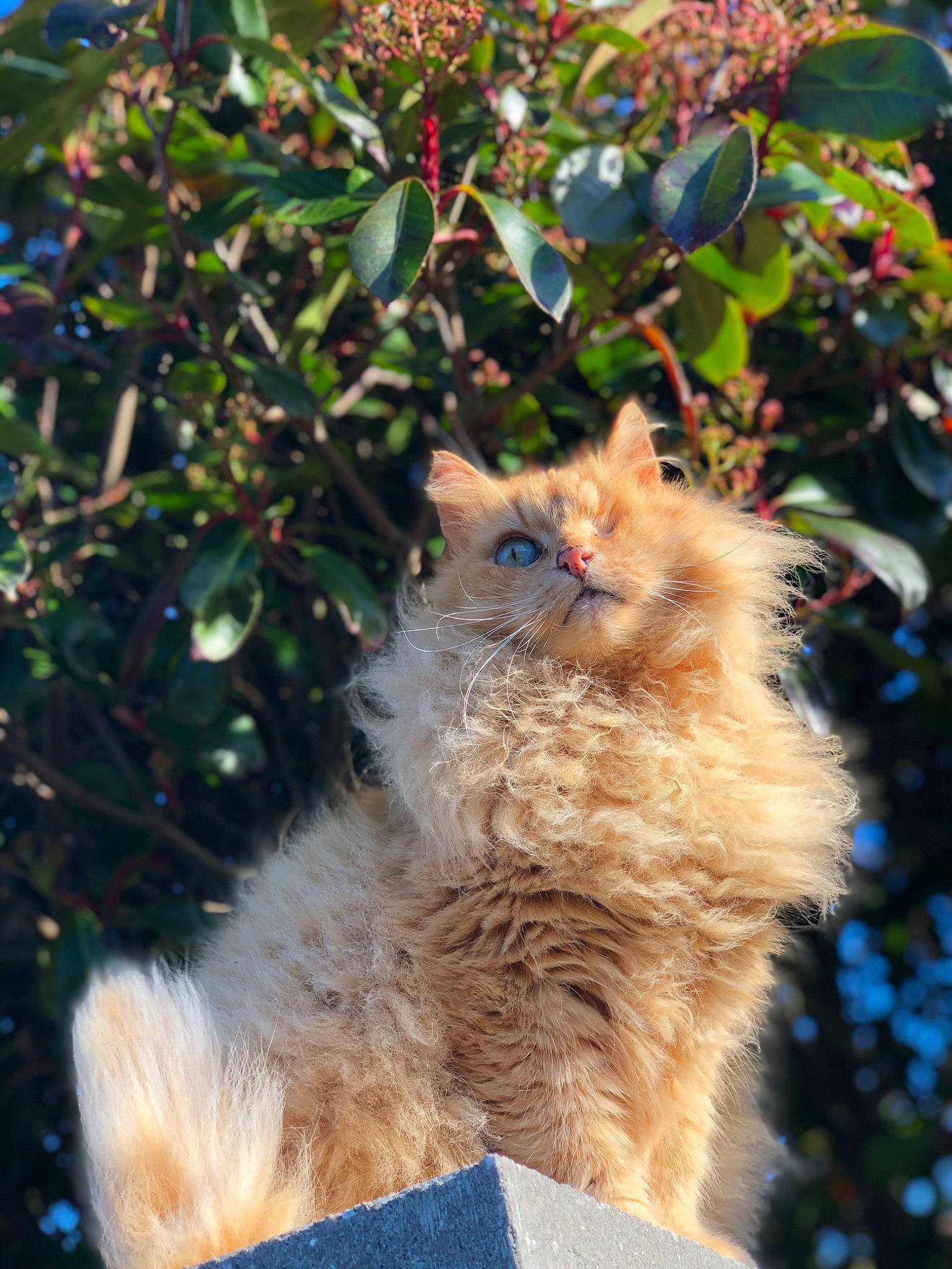 Filou participe au concours pour gagner de l'argent avec cette photo : carnivore, cat, claw, domestic_short_haired_cat, eye, fawn, felidae, fur, grass, maple, paw, plant, small_to_medium_sized_cats, snout, tail, terrestrial_animal, tree, whiskers, wildlife, wood
