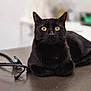 black_cat, cat, animal, pet, indoor, stethoscope, medical, clinic, table, feline, yellow_eyes, looking, fur, whiskers, ears, closeup, lying_down, domestic_animal, curious, calm