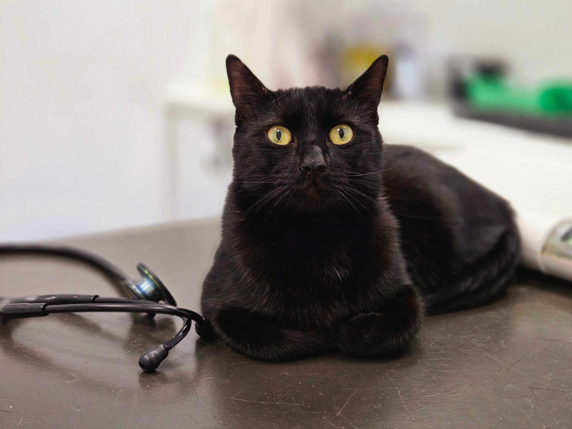 Gomez is registered to the contest to win money with this photo: black_cat, cat, animal, pet, indoor, stethoscope, medical, clinic, table, feline, yellow_eyes, looking, fur, whiskers, ears, closeup, lying_down, domestic_animal, curious, calm