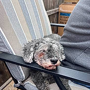 Newman joined the competition — help win amazing prizes! dog, sleeping, chair, striped_cushion, armrest, gray_fur, curly_fur, outdoor, wooden_deck, relaxed, pet, companion, resting, furniture, person_partial, casual_clothing, leisure, daylight, calm, cozy