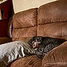 Newman is registered to the contest to win money with this photo: dog, curly_hair, sleeping, couch, brown_couch, pillow, indoor, pet, resting, cozy, fur, relaxing, furniture, home, leather, comfort, animal, nap, quiet, domestic