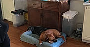 Kona joined the competition — help win amazing prizes! dog, bed, wood_floor, cabinet, kitchen, appliance, microwave, trash_bin, flower_pot, plant, table, counter, doorway, pet, resting, indoor, furniture, collar, domestic, relaxation