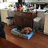 dog, bed, wood_floor, cabinet, kitchen, appliance, microwave, trash_bin, flower_pot, plant, table, counter, doorway, pet, resting, indoor, furniture, collar, domestic, relaxation