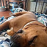 dog, sleeping, close_up, brown_dog, blanket, indoor, furniture, plant, relaxing, pet, collar, napping, cozy, home, living_room, soft_light, comfort, animal, resting, domestic