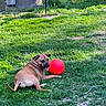 dog, grass, red_ball, outdoor, sunny, playful, pet, canine, tongue_out, greenery, yard, animal, summer, leisure, nature, resting, happy, fun, daytime, collar