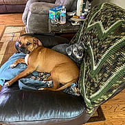 Kona is registered to the contest to win money with this photo: dog, brown_dog, gray_dog, leather_chair, blanket, knit_blanket, living_room, wood_floor, recliner, furniture, pet, cozy, resting, domestic, indoor, canine, companion, relaxing, home, animal
