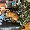 dog, brown_dog, gray_dog, leather_chair, blanket, knit_blanket, living_room, wood_floor, recliner, furniture, pet, cozy, resting, domestic, indoor, canine, companion, relaxing, home, animal