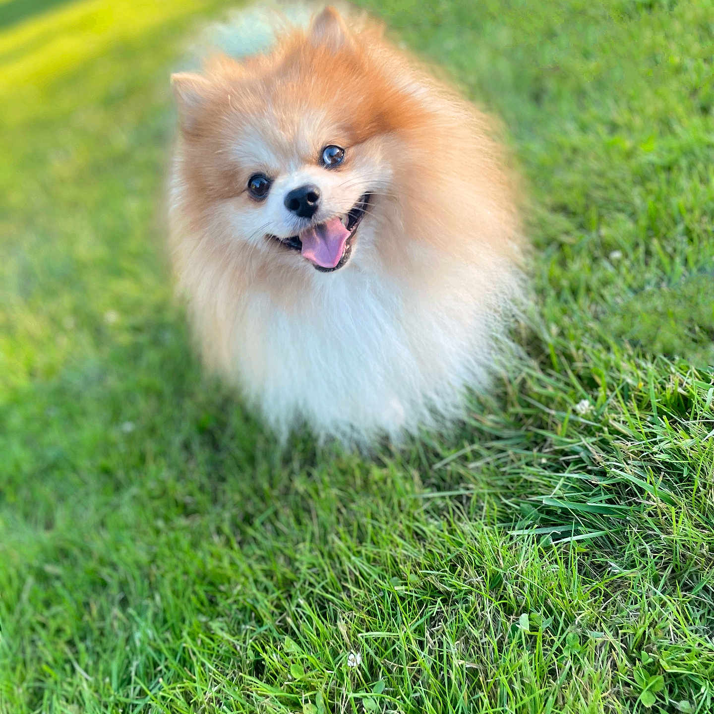 Benji