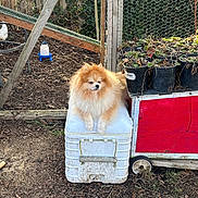 Benji joined the competition — help win amazing prizes! animal, backyard, bird, canine, chicken, dog, fowl, jar, nature, outdoors, pet, plant, planter, pottedplant, pottery, poultry, puppy, soil, vase, yard