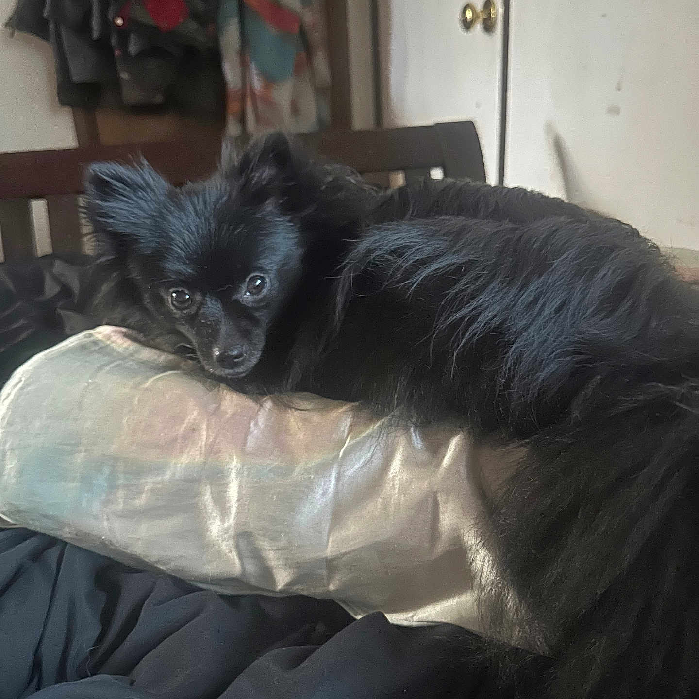 Nala