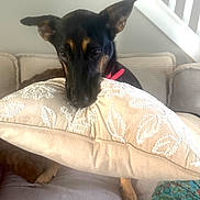 Lyla joined the competition — help win amazing prizes! dog, pet, couch, pillow, indoor, ears, black_and_tan, fur, animal, living_room, home, curious, decor, fabric, seating, comfort, light, window, relaxing, domestic