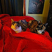 Cali And Hallow joined the competition — help win amazing prizes! bed, bedroom, blanket, calico_cat, cat, cats, cozy, curtain, dresser, fur, indoor, looking_at_camera, pet, portrait, red_blanket, resting, tortoiseshell_cat, two_animals, wall_art, whiskers