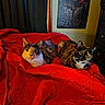 bed, bedroom, blanket, calico_cat, cat, cats, cozy, curtain, dresser, fur, indoor, looking_at_camera, pet, portrait, red_blanket, resting, tortoiseshell_cat, two_animals, wall_art, whiskers