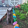 animal, cat, colorful, decor, dirt, expression, face, fence, flowerpots, garden, gray_cat, greenery, lattice, nature, outdoor, painted_rocks, pet, plants, sitting, wooden_deck