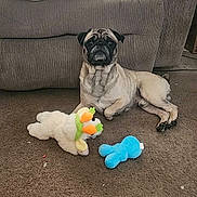 Jr joined the competition — help win amazing prizes! pug, dog, carpet, plush_toy, brown, living_room, couch, blanket, pet, indoor, animal, cute, relaxed, toy, furniture, home, floor, canine, resting, cozy