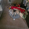 pug, dog, blanket, carpet, indoor, basket, toy, bookshelf, books, chew_stick, fabric, floor, cozy, corner, collar, pet, resting, room, curious, clutter