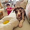 puppy, dog, toddler, child, indoor, couch, pillow, plush, furniture, living_room, pacifier, curly_hair, table, chair, window, daylight, home, floor, toy, cute
