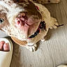dog, close_up, curious, pink_nose, spotted_fur, collar, wooden_floor, slippers, toes, indoor, pet, animal, looking_up, paw, flooring, domestic_dog, canine, brown_and_white, cute, companion