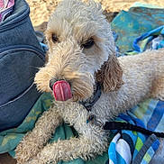 Locky a rejoint le concours — aidez-le/la à gagner de superbes lots ! dog, curly_hair, tongue_out, beach, towel, leash, collar, sand, relaxed, pet, outdoor, summer, cute, animal, canine, playful, resting, closeup, fur, daytime