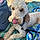 Locky