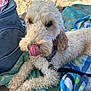 dog, curly_hair, tongue_out, beach, towel, leash, collar, sand, relaxed, pet, outdoor, summer, cute, animal, canine, playful, resting, closeup, fur, daytime