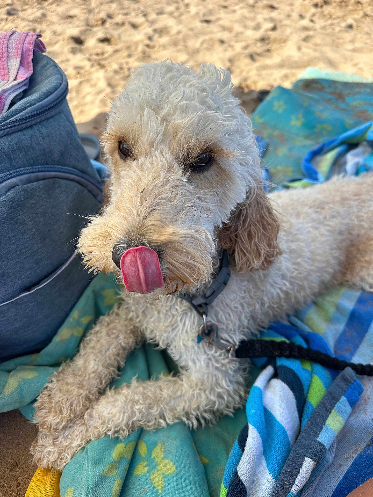 Locky a rejoint le concours — aidez-le/la à gagner de superbes lots ! dog, curly_hair, tongue_out, beach, towel, leash, collar, sand, relaxed, pet, outdoor, summer, cute, animal, canine, playful, resting, closeup, fur, daytime