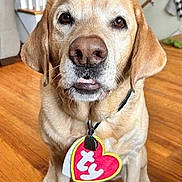 Sunny is registered to the contest to win money with this photo: animal, brown_fur, collar, cute, dog, eyes, floppy_ears, front_facing, golden_retriever, hardwood_floor, heart_shaped_tag, home, indoors, mouth, nose, pet, portrait, sitting, staircase, tag