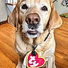 animal, brown_fur, collar, cute, dog, eyes, floppy_ears, front_facing, golden_retriever, hardwood_floor, heart_shaped_tag, home, indoors, mouth, nose, pet, portrait, sitting, staircase, tag