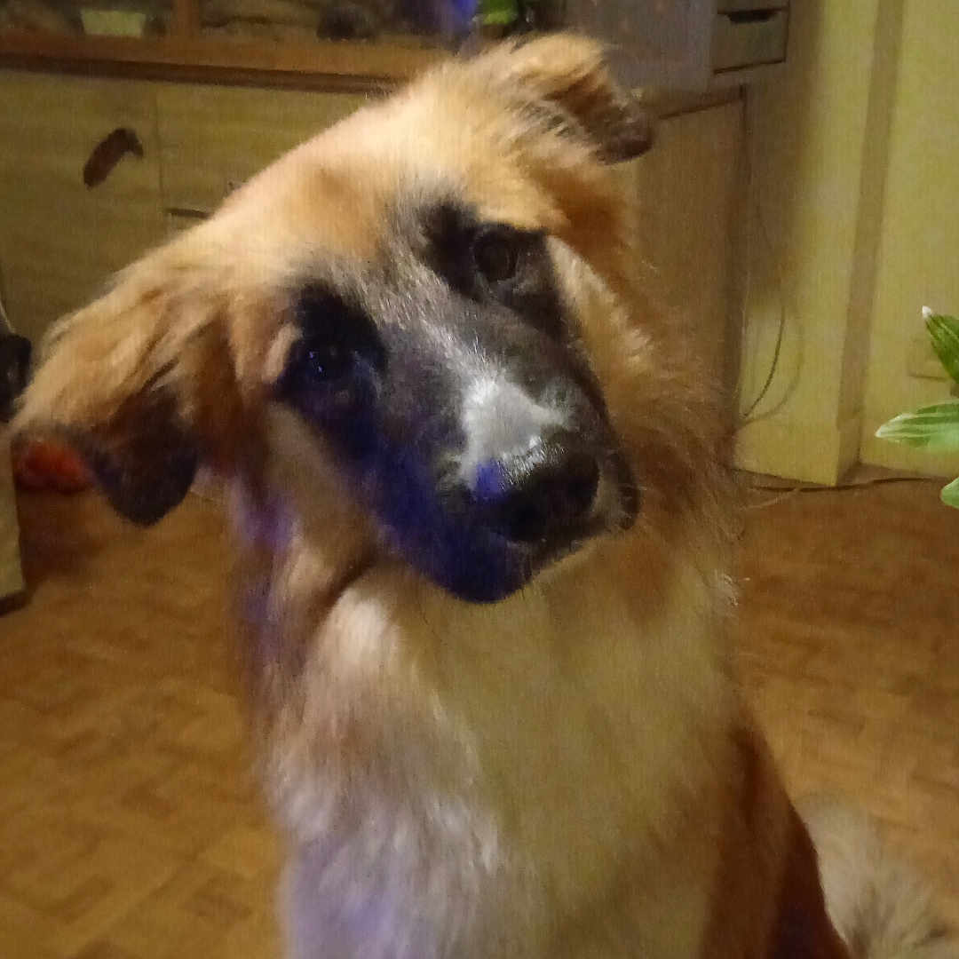 Sherekan participe au concours pour gagner de l'argent avec cette photo : animal, brown, canine, companion, cozy, curious, cute, dog, domestic, fluffy, friendly, furniture, head_tilt, household, indoor, mammal, pet, plant, portrait, wooden_floor