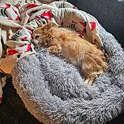 Mia is registered to the contest to win money with this photo: animal, blanket, canine, dog, dogbed, pet, puppy